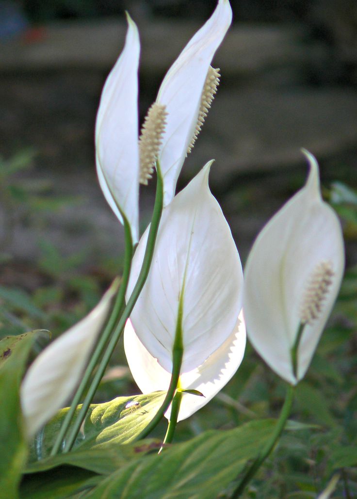 Flowering plants